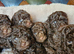 Gorgeous KC REG chocolate toy poodle pups