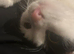 Dwarf Female Cat to rehome 1 y o