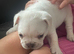 Frenchies for sale