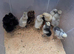 Crevecour chicks (rare French breed)