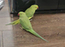 Stunning young Indian ringnick parrot