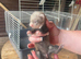 Ferret kits