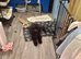 Unrelated boy and girl Cavapoo pups. Girl 5months, boy 4months