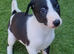 1 female whippet 10 weeks