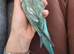 Quaker parrot - 12 weeks hand reared
