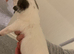 Jack Russell