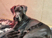 Black Great Dane Puppies