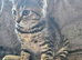 Kittens x British blue shorthairs crossed