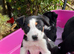 5 tri colour and blue Merle border collies looking for lovely homes