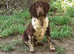 Springer Spaniel Puppies ready to go