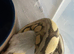 Super pastel desert ghost female