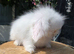 Fluffy teddywidder bunnies ready now