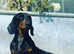 PRA clear IVDD IDC - 0 brindle selection KC registered pups