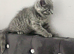 British shorthair girls