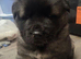 American akita pups