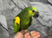 Friendly HandReared Super Tame Cuddly Blue Front Amazon Parrot.31