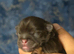 Beautiful Shih Tzu Puppies
