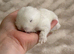 Mum and daughter Mini lop duo