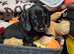 Dachshunds