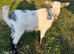 Pygmy goat