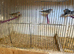 26 zebra finches to go