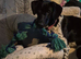 Beautiful female 9 month old German pointer cross collie