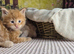 Pure Maine coon kittens
