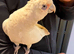 Tame beared eyed cockatoo