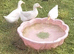 Hatching Eggs Aylesbury Ducks