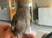 Beautiful Baby Cockatiels Available