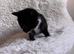 Beautiful black-and-white kittens