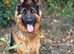 Pedigree Stunning long coat shepherd male