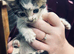 8 beautiful kittens available soon