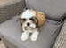 1 beautiful Shih Tzu puppy available to go today