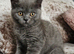 British blue shorthairs LAST 3 LEFT