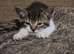 3 beautiful kittens looking for their new home