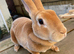 Pure bred mini Rex