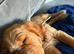 Red Cocker Spaniel Puppy