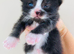 Adorable kittens