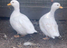 Breeding pair of white call ducks