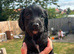 5 week old F1 Sprocker Pups