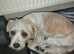 Mix shih tzu mix Tibetan Terrier .and pincher