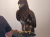 Steppe eagle