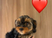 Pedigree KC registered Yorkshire terrier puppies