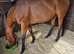 16.1hh bay tb for sale