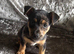 Jack Russell pups best colours around