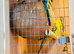 Budgies young and adult
