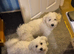 wonderful puppies