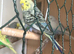 Lovely male budgies