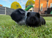 Boar Guinea Pigs